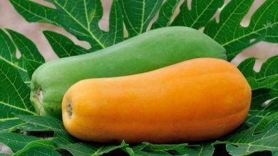 600 497039807 changes in papaya colors