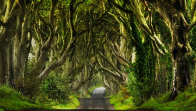 Dark hedges