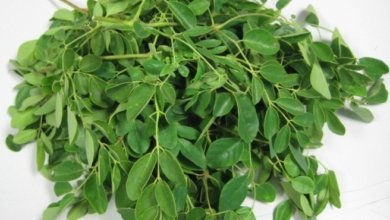 Moringa leaves 656x523