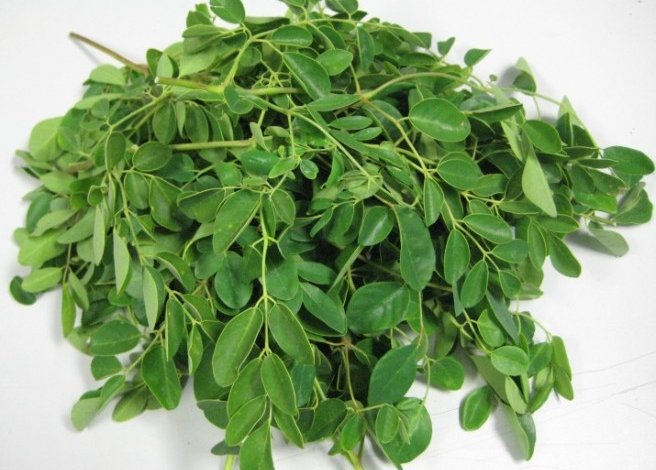 Moringa leaves 656x523