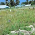 Dhiddhoo Garusthaan 1