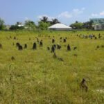 Dhiddhoo Garusthaan 4