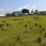 Dhiddhoo Garusthaan 5