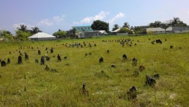 Dhiddhoo Garusthaan 5