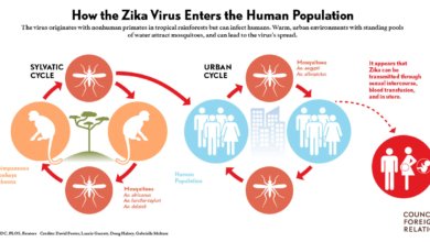 Zika Virus 1