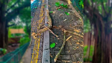 Hayaathun Dhuvaheh