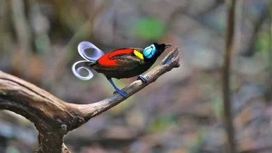 Wilsons bird of paradise