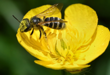 pollination