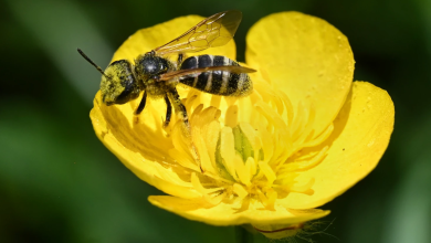pollination