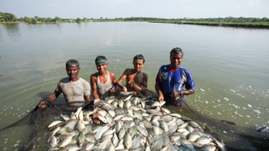 Bangladesh Fishing