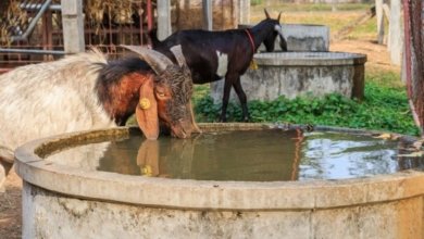 Goat drinking water in well 1024x597 1