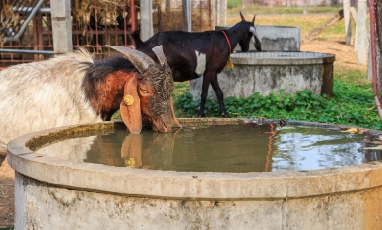 Goat drinking water in well 1024x597 1