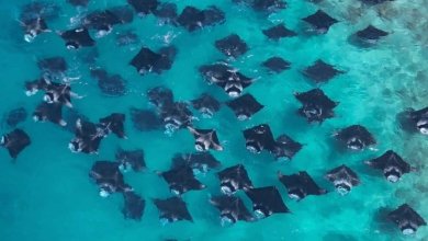 Hanifaru Bay Manta Point Baa Atoll
