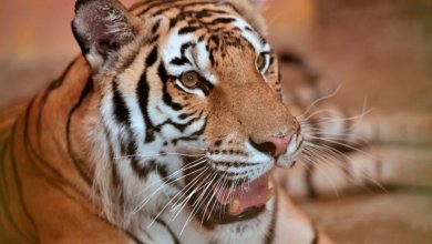 bengal tiger AP 010621