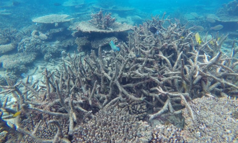 dead reef