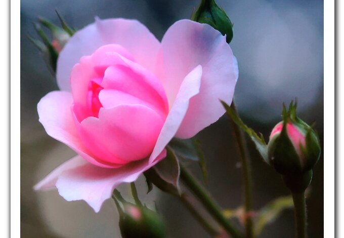 flowers7