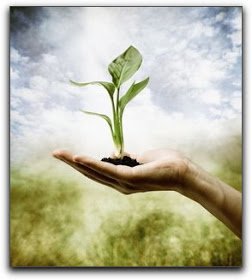 plant in hand