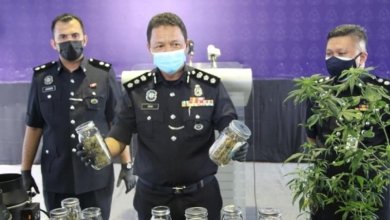 selangorcannabis2 fb